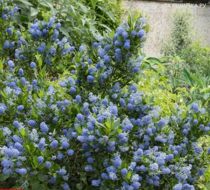 Краснокоренник Блю Маунд