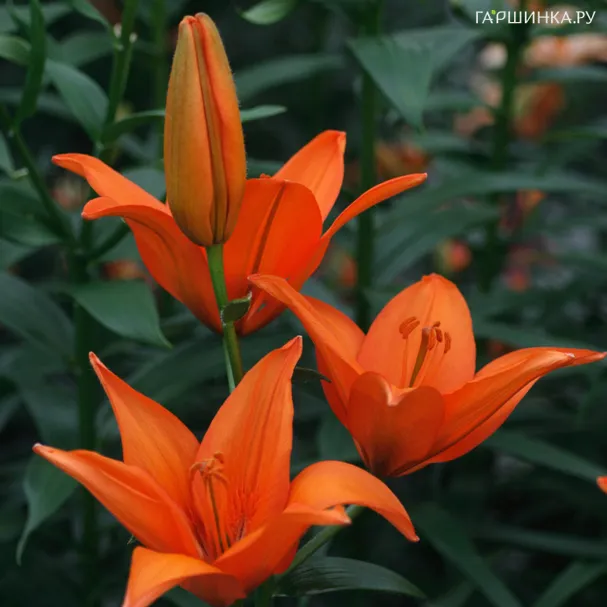Лилия Оранж Тон азиатская оранжевая