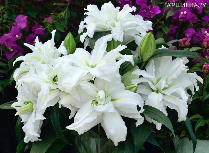 Лилия Роузлили Аиша белая восточная розовидная
