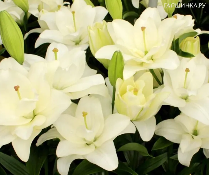 Лилия Бельведер ЛА-гибрид