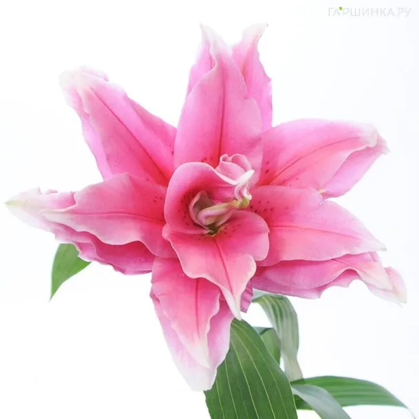 Лилия Сиара восточная розовидная