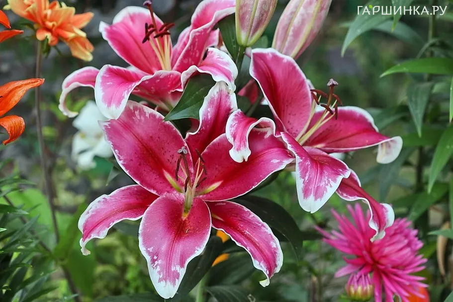 Лилия Эль Капитан ОТ-гибрид розовая