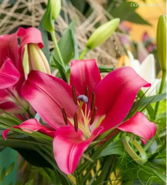 Лилия Ред Дезайр ОТ-гибрид красная