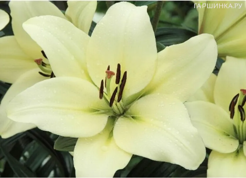 Лилия Требиано Геррит Залм ЛА-гибрид