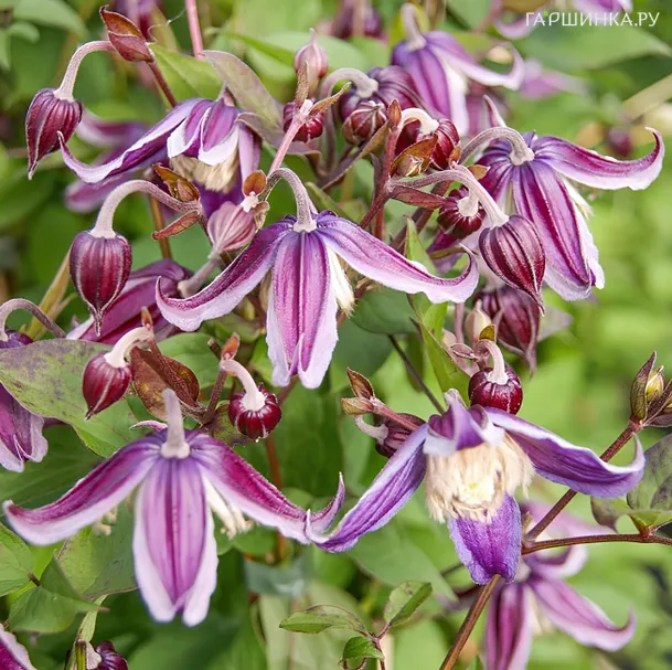 Клематис Ян Фопма мелкоцветковый (3)