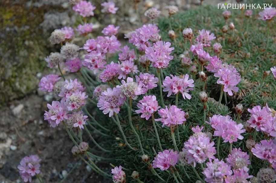 Армерия Можжевелолистная