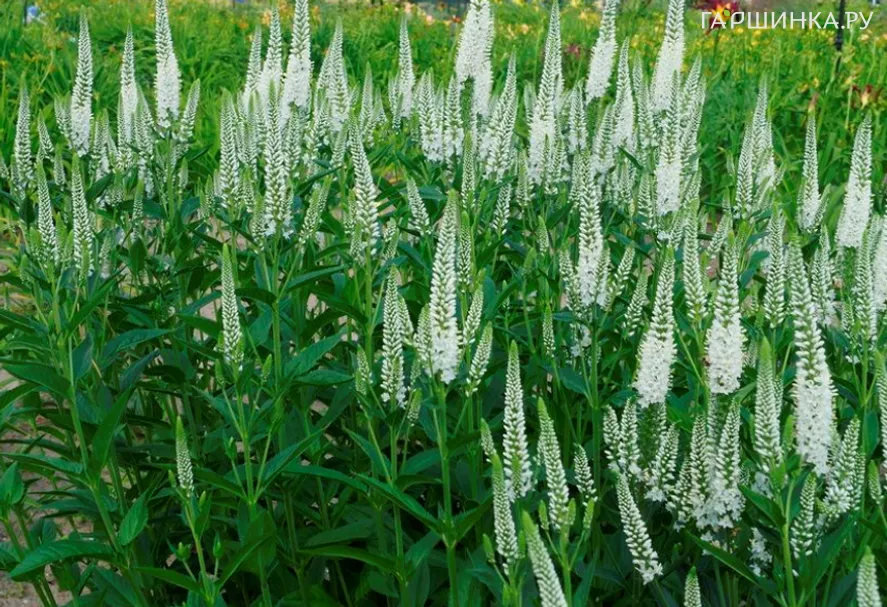 Вероника длиннолистная Фест Леди