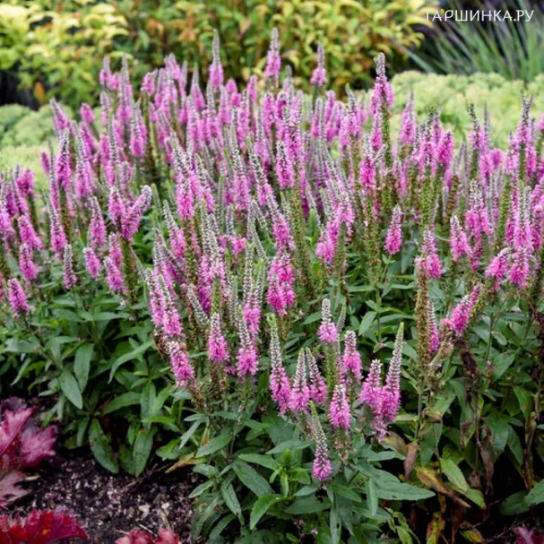 Вероника гибридная Меджик Сноу Пинк Потион