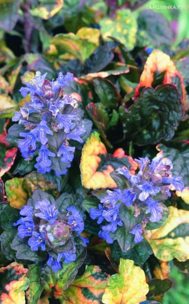 Живучка (Аюга) ползучая Рейнбоу