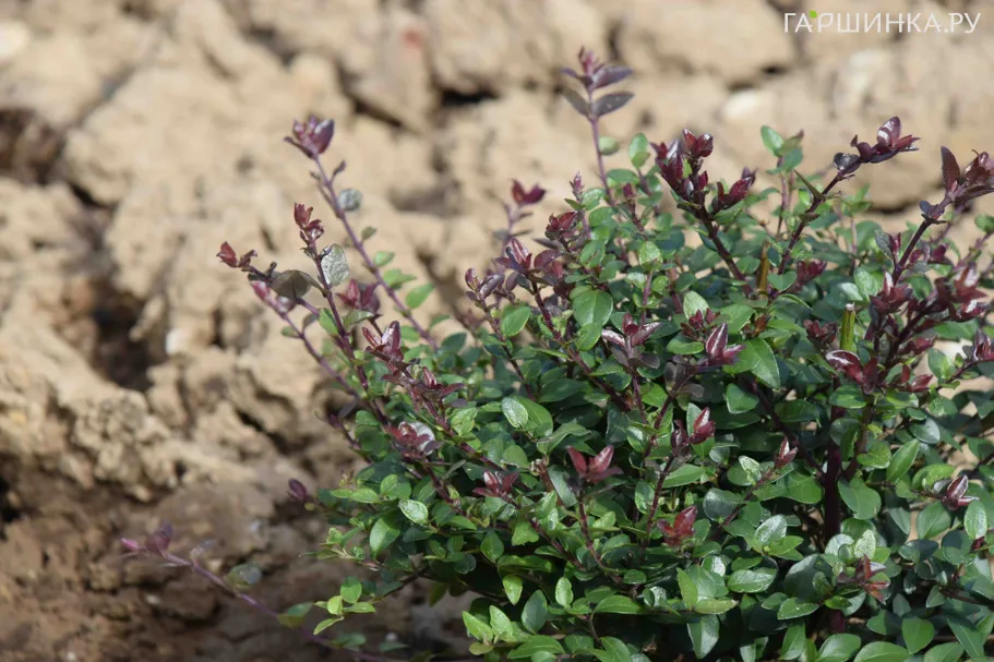 Жимолость блестящая Пурпл Мист