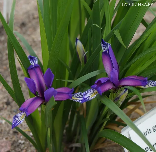 Ирис злаковидный