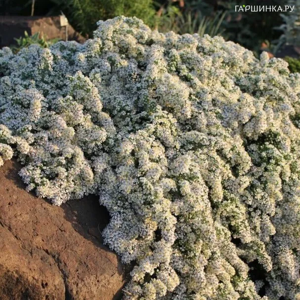 Астра Сноу Фларри вересковая