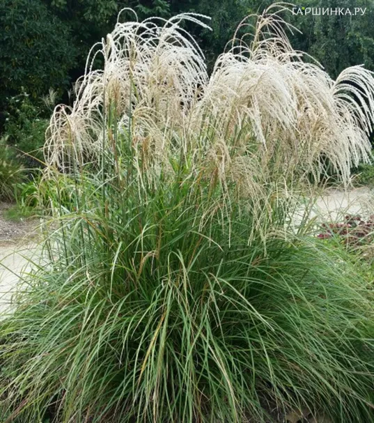 Мискантус Литл Киттен китайский