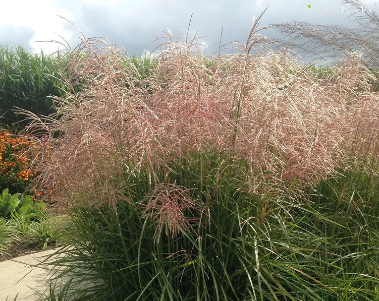 Мискантус Пинк Клауд китайский