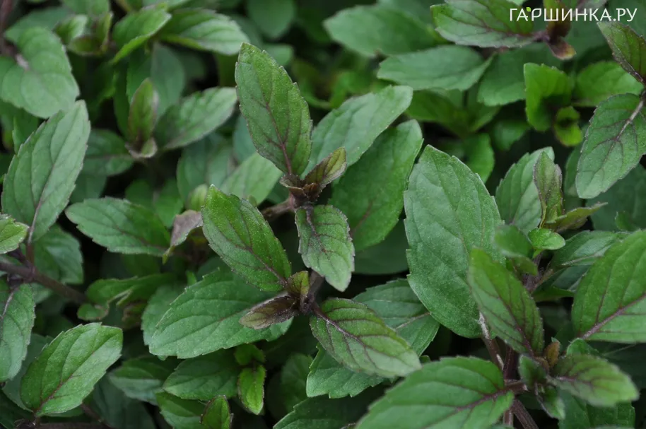 Мята Мятный леденец