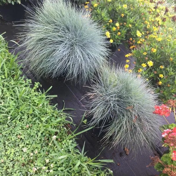 Овсяница Фредди сизая