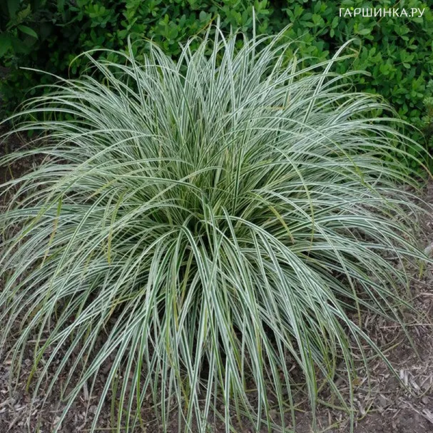 Осока Фезе Фоллс косматая