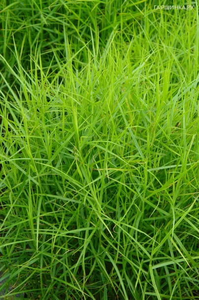 Осока Литл Мидж пальмолистная