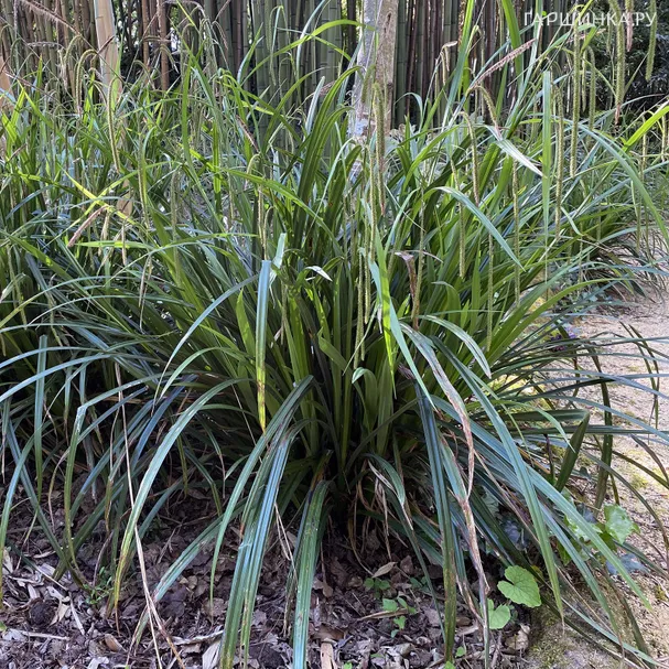 Осока повислая