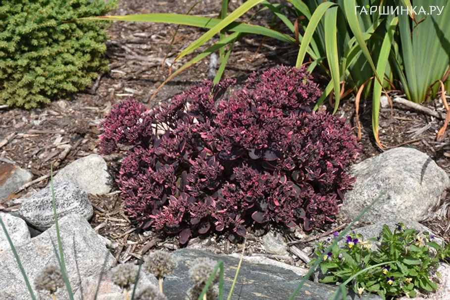 Очиток (седум) Санспарклер Дрим Дазлер