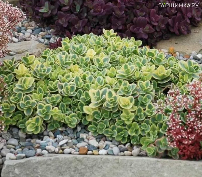 Очиток (седум) Санспарклер Лайм Твистер