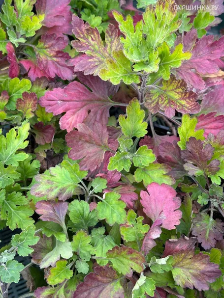 Хризантема Красная ромашка