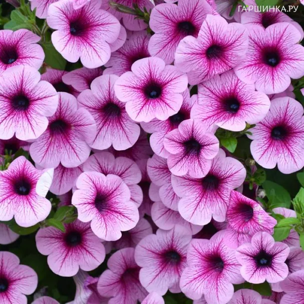 Петуния Изи Вейв Плам Вейн ампельная