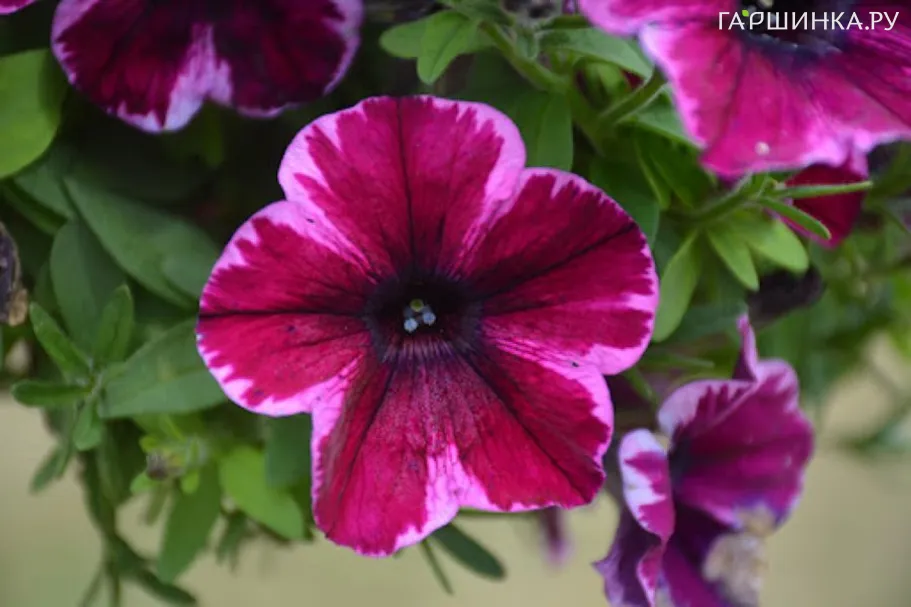 Петуния вегетативная Крейзитуния Ультра Виолет