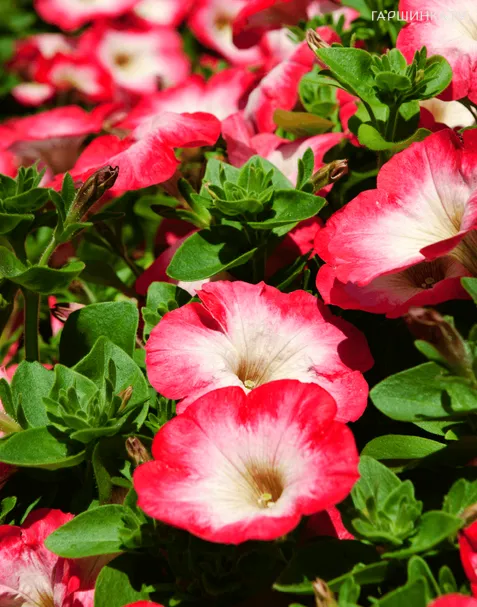 Петуния Сурфиния Корал Морн