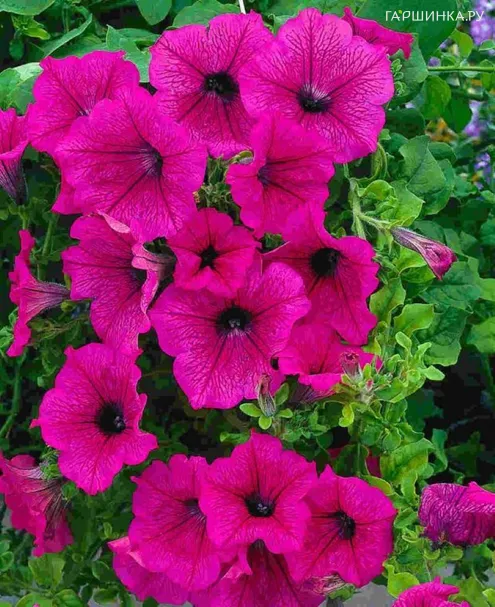 Петуния Сурфиния Хот Пинк