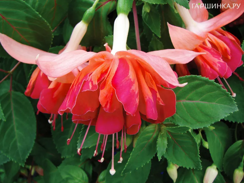 Фуксия Бисентенниал