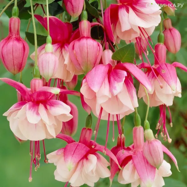 Фуксия Эль Камино