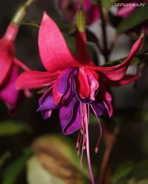 Фуксия Рокет Файр