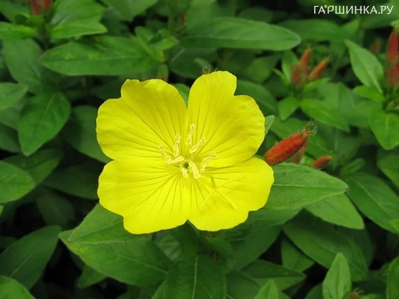 Энотера кустарниковая