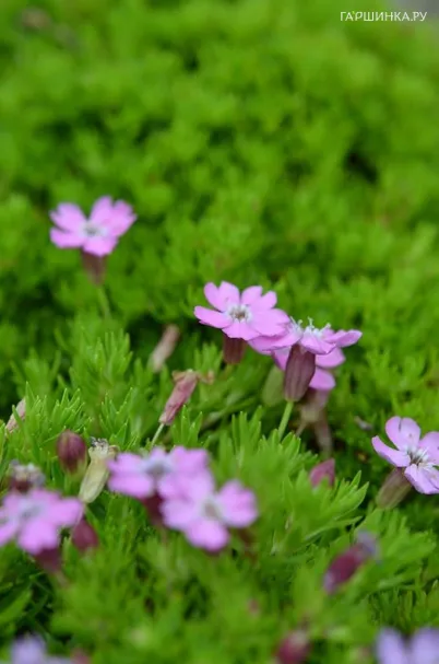 Смолевка Маунт Сноудон безстебельная