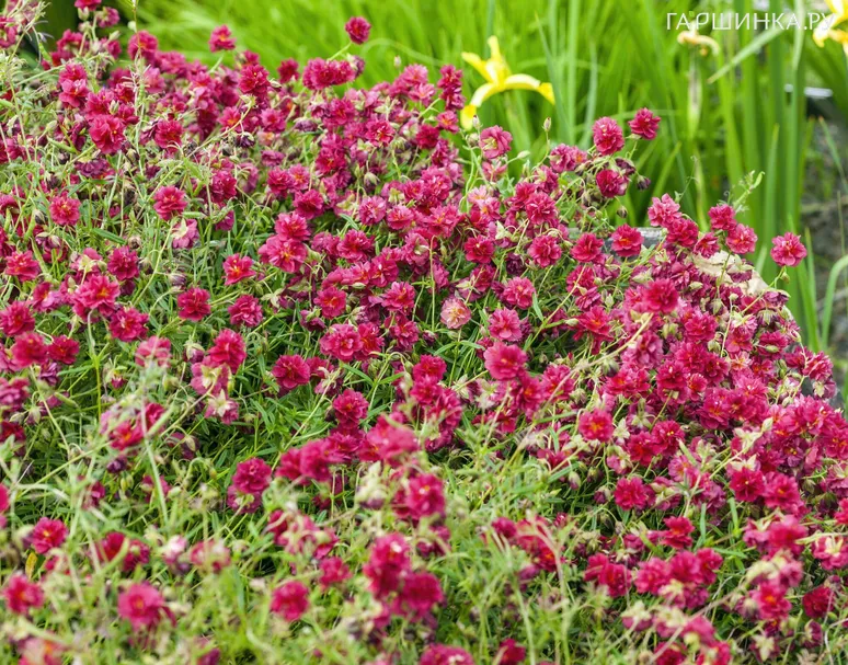 Солнцецвет Сериз Квин монетолистный