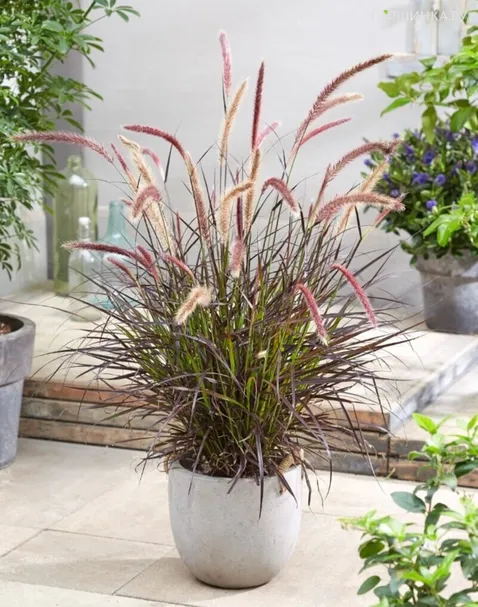 Пеннисетум Челси восточный