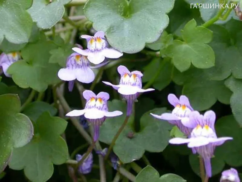 Цимбалярия постенная