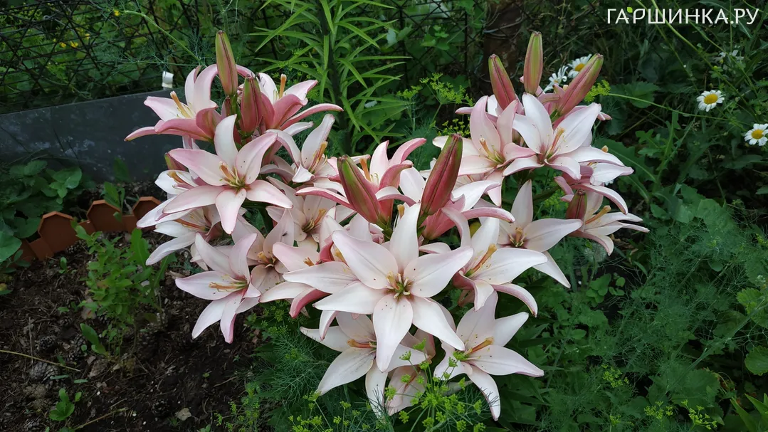 Лилия Марлен азиатская 1 шт розовая