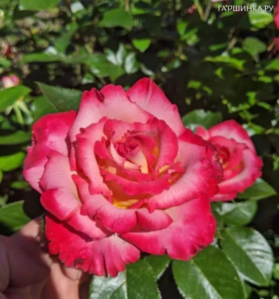 Роза Дик Кларк флорибунда