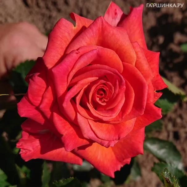 Роза Маргарет Уильямс чайно-гибридная