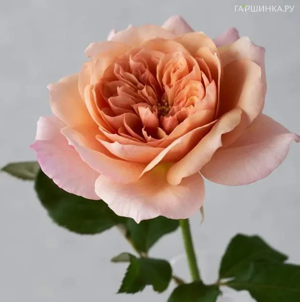 Роза Мияби Ча японская