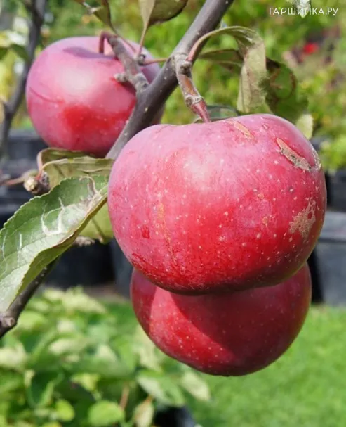 Яблоня Редлав Эра красномясая