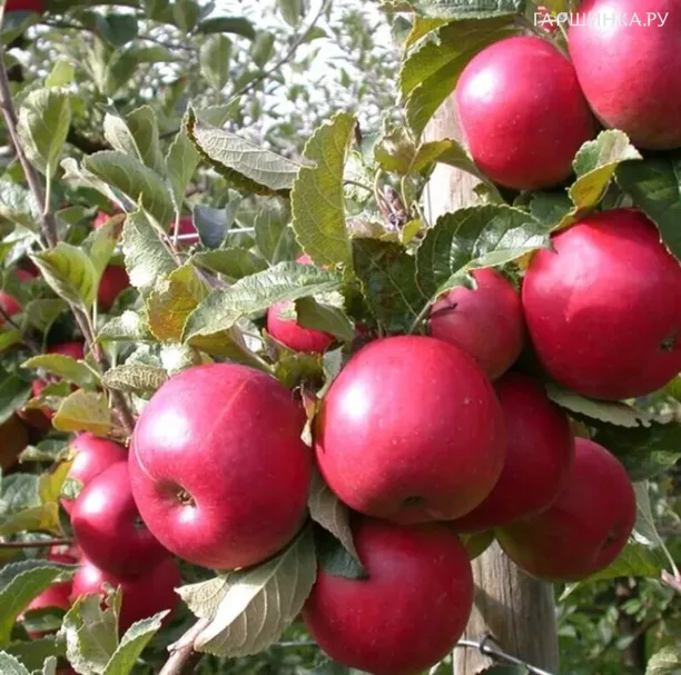 Яблоня Байя Мариса красномясая