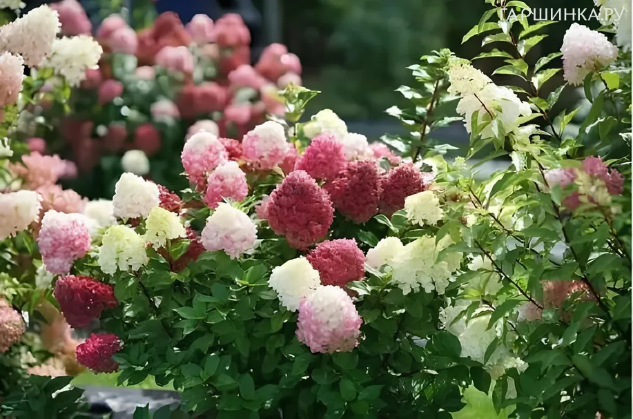 Гортензия Литл Лайм Пунш метельчатая