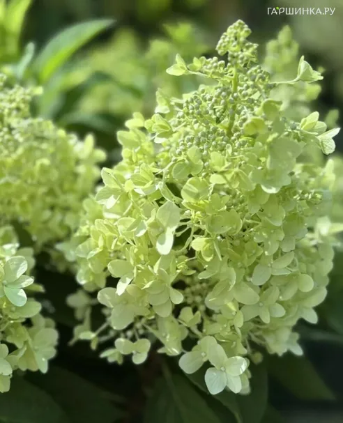 Гортензия Пандрия метельчатая