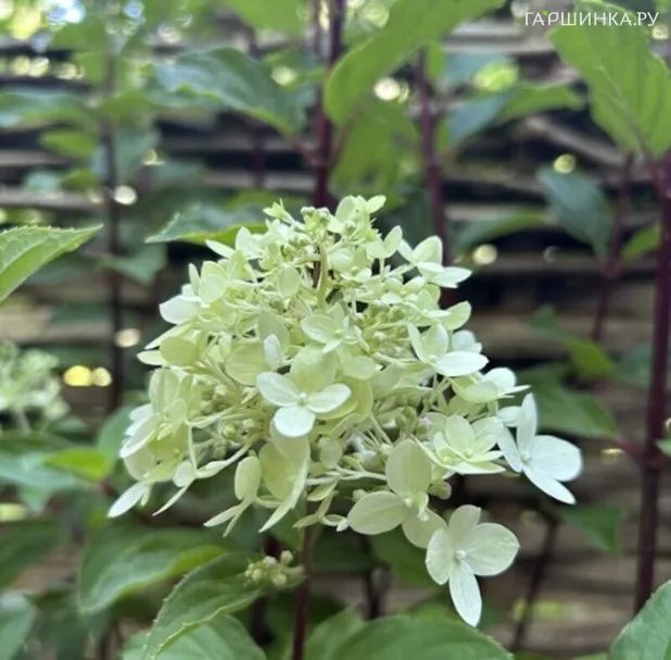 Гортензия Лаймлайт Прайм метельчатая