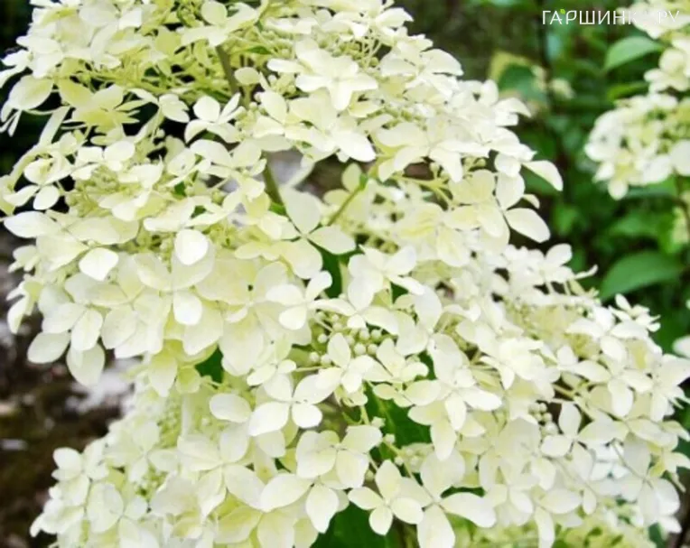 Гортензия Дентель де Горрон метельчатая