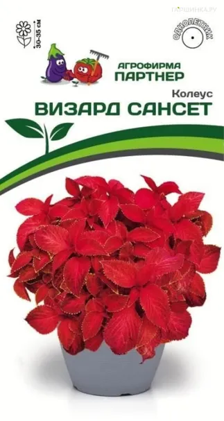 Колеус Визард Сансет шлемниковидный 10 шт. Семена Партнер