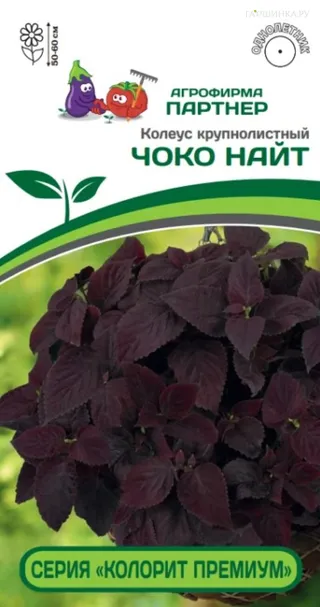 Колеус шлемниковидный крупнолистный Премиум Чоко Найт 5 шт. Партнер